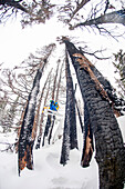 Skier in mid air, between burned trees, Whistler Blackcomb ski resort, British Columbia, Canada