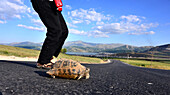 Saving a turtle on a road near Tatvan at lake Van, Kurd Populated Area, East Anatolia, East Turkey, Turkey