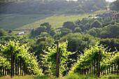 Red wine hiking trail over Marienthal in the Ahr Valley, Eifel, Rhineland-Palatinate, Germany