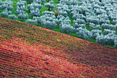 Vineyards and olive groves, in the colours of autumn, Umbria