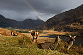 Winter day in the Highlands, is lucky to be suddenly in front of a group of deer surrounded by snow-capped mountains and with a rainbow behind them