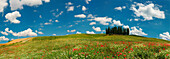 Meadow of poppies in springtime, with hills and cypress under kind clouds, San Quirico, Orcia valley, Tuscany