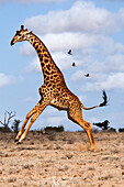 Picture taken during a photo safari in Kenya in the park east of tsawo giraffe running and chasing the birds .