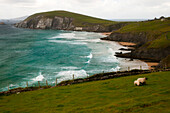 Irish sheeps on a green hill in front of the ocean at Slea Head in the Dingle peninsula, Ireland