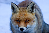 Portrait of red fox