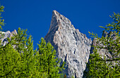 The rock wall of Aiguille Noire Peuterey on the larches, Veny valley, Aosta Valley