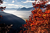 Autumnal colours on a tree, with a valley in the background, Valchiavenna, Valtellina, Lombardy
