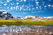 Eriophorum , cottongrass growing in a water pool close to the Lej Sghrisus in the Fex Valley, with the Piz Fora in the background and some funny clouds high in the sky, Engadin, Swiss Canton of Graubuenden, Switzerland