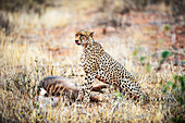 A beautiful cheetah , Acinonyx jubatus photographed immediately after killing an antelope of water in Samburu National Reserve