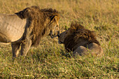 A pair of male lions, about 8 years old, taken in the Masai Mara in Kenya