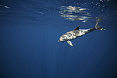 An Indo Pacific Bottelenose Dolfin swimming in the blue, Red Sea, near Marsa Sharga, about 20 kilometers north of Marsa Alam in southern Egypt