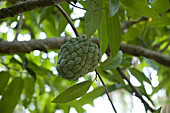 Guanabana, or Sugar Apple, Annona Squamosa sp., fruit.