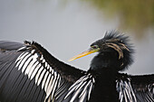 An Anhinga Anhinga anhinga, dries its wings after a rain along the Anhinga Trail in Everglades National Park, Florida. The bird is also called a darter or snakebird.