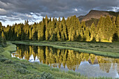 Spruce reflections above Molas Pass, San Juan National Forest, Colorado.