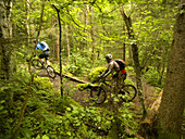 Two mountain bikers are ascending a bike trail in the woods around Grindelwald.