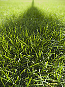 Grass in Missoula, Montana, United States.