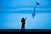 GALVESTON, TEXAS, USA. A young boy enjoys the underwater window at a local aquarium where dolphins swim in the blue water.