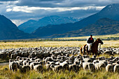 The last remaining Goucho and his family herd the sheep and cattle that feed the staff at the Estancia Chacabuco, this estancia, previously one of the largest in Chilean Patagonia is now becoming the new Patagonia National Park. The process of creating th