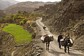 People and mules, loaded down with supplies bought at the weekly market, travel down the dirt road from the town of Abachkou in the M'Goun Massif, Central High Atlas, Morocco.