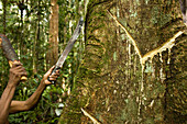 Hoto extracts latex from a tree which will be used in creation of a drum upon his return to the village, Southwest Amazon, Brazil.