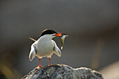 The National Audubon Society started Project Puffin in 1973 in an effort to learn how to restore puffins to historic nesting islands in the Gulf of Maine. Today the project is a success with more than 100 nesting birds each year.