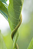 Amazon Rainforest, Puerto Maldanado, Peru.  Ants climb up a spiraled stalk around a leaf int he amazon.