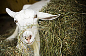 A Saanen goat sits in a bed of hay in a pen at Beltane Farm in Lebanon, Connecticut. The farm produces a variety of artisanal goat milk cheeses.
