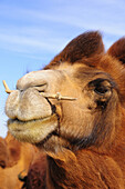 A Bactrian camel in the Gobi Desert, Mongolia.  Because of the way the camel's mouth is shaped, a bit cannot be used, so a rope is tied to the stick which pierces the camel's upper lip.