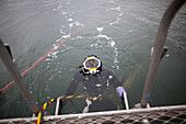 'Tribal diver Dustin Nichols emerges from the depths and climbs back onto the vessel ''Casino'' after harvesting geoducks for about an hour in Puget Sound near Suquamish, Washington on Tuesday, January 18, 2011. Suquamish Tribe divers can earn between $10