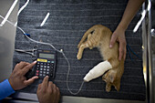 A veterinarian uses a calculator as a sick kitten lays at a Pet Hospital in Condesa, Mexico City, Mexico, February 4, 2011.