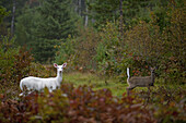 'A rare herd of Albino Whitetail deer roam the woods in Boulder Junction, Wis. Local residents call them ''ghost of the woods,'' and they are protected by the Department of Natural Resources in Wisconsin.'