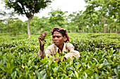 Srimangal,  Bangladesh - August,  2011: Young woman picking tea leaves in a tea plantation outside Srimangal in Bangladesh.