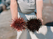 Peter Halmay 71, a former engineer turned sea urchin diver in San Diego,  Ca.,  displays an urchin on his boat after his second dive of the day. According to many,  the best urchins - the big Pacific Reds - come from the kelp forests off Point Loma,  Ca.