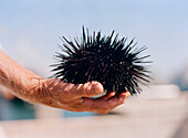 Peter Halmay 71, a former engineer turned sea urchin diver in San Diego,  Ca.,  displays an urchin on his boat after his second dive of the day. According to many,  the best urchins - the big Pacific Reds - come from the kelp forests off Point Loma,  Ca.