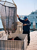 Sea urchins are offloaded from boats at the pier in San Diego,  Califonria.