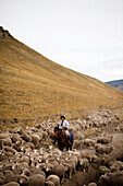 PATAGONIA, CHILE. A gaucho, a Chilean cowboy, on his horse in an open field as he rounds up his sheep.