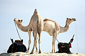 Camels in the desert.