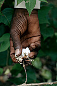 Hand picking cotton.