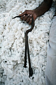 Hand holding the tools for handling cotton.