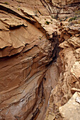 John Richter rappelling in Larry Canyon, Robbers Roost area, Utah.  Whit Richardson / Aurora Photos 