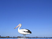 Pelican on the reef in Sydney, Australia.