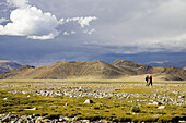 Mark Newcomb and Carina Ostberg, Shishapangma 26,443 ft.,Ski Expedition, Tibet