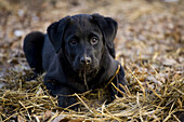 Black labrador dog puppy playing, Durango, Colorado.