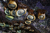 Sea anemones in a tidal sea cave along Northern California's Sonoma Coast.
