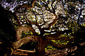 'The ''Angel Oak'' in Johns Island, SC, is thought to be more than 1400-years-old. While most of the area's live oak trees were harvested in the 18th and 19th centuries for shipbuilding, this hardy specimen survived and now measures roughly 65 feet tall a