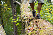 Close up of man's legs balancing on a log during a hike in the forest on the shores of Lake Ossipee, New Hampshire. releasecode: LS_004_jb