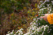 Woman reaches out and a butterfly lands on her finger over a bed of flowers. Acadia National Park, Maine, USA. releasecode: LS_003_rdlf