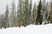 A pair of telemark skiers an April snow storm in California's Sierra mountains.