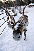 Reindeeer at a Khanty reindeer camp in northwestern Siberia.