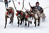 Racing reindeer at a reindeer festival in Kazym, northwestern Siberia, Russia.